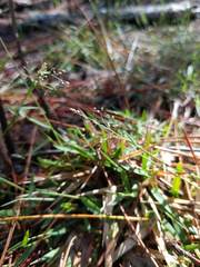 Dichanthelium ensifolium