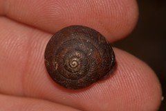 Austrochloritis bellengerensis