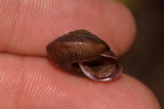 Austrochloritis bellengerensis