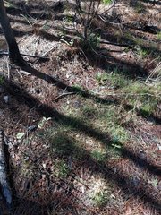 Dichanthelium ensifolium