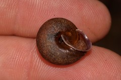 Austrochloritis bellengerensis