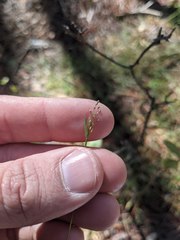 Dichanthelium ensifolium