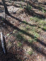 Dichanthelium ensifolium