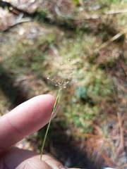 Dichanthelium ensifolium