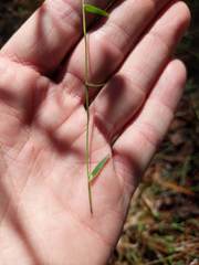 Dichanthelium ensifolium