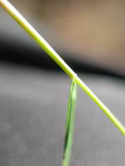 Dichanthelium ensifolium