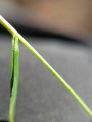 Dichanthelium ensifolium