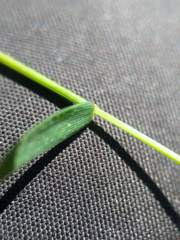 Dichanthelium ensifolium