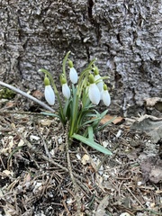 Galanthus nivalis