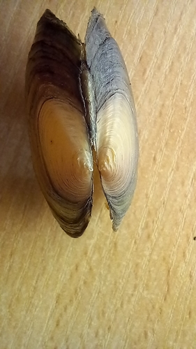 Compressed River-mussel