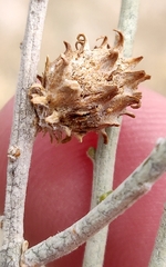 Rhopalomyia utahensis