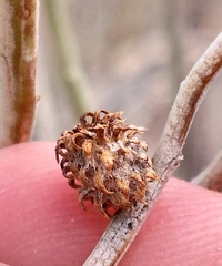 Rhopalomyia utahensis