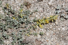 Acmispon procumbens procumbens