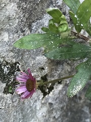 Erigeron karvinskianus
