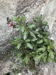 Erigeron karvinskianus