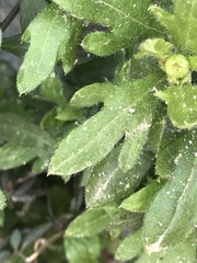 Erigeron karvinskianus