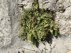 Adiantum capillus-veneris