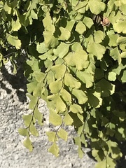 Adiantum capillus-veneris