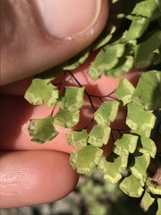 Adiantum capillus-veneris