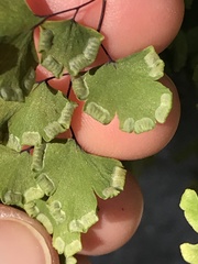 Adiantum capillus-veneris