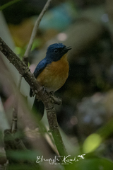 Cyornis rufigastra