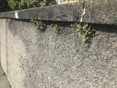 Asplenium ruta-muraria