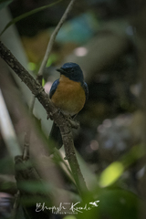 Cyornis rufigastra