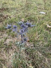 Eryngium amethystinum