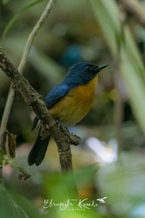 Cyornis rufigastra
