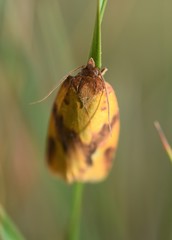 Aphelia peramplana