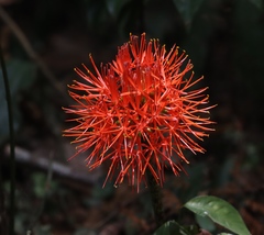 Scadoxus