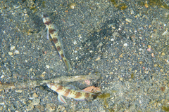 Amblyeleotris arcupinna