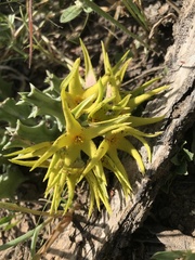 Orbea lutea lutea