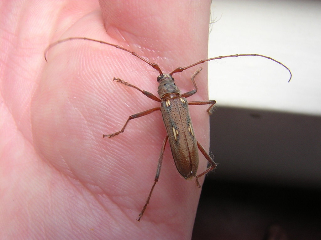 Coeleburia pilosa