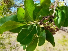 Curatella