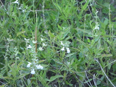 Salvia pallida
