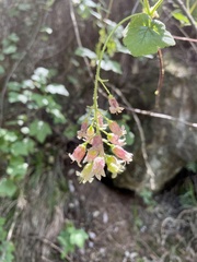 Ribes ciliatum
