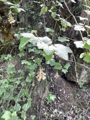 Ribes ciliatum