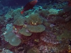 Scarus rubroviolaceus