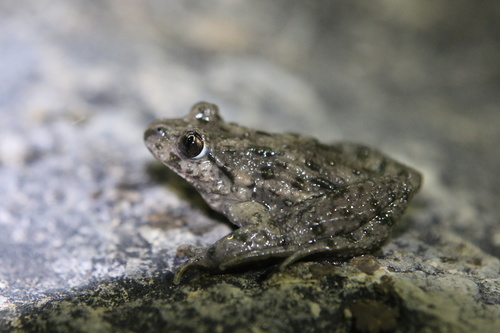 Common Parsley Frog, photo 7 of 8