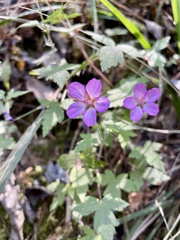 Geranium lilacinum