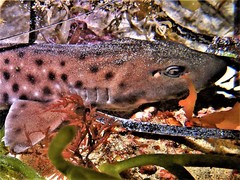 Aulohalaelurus labiosus