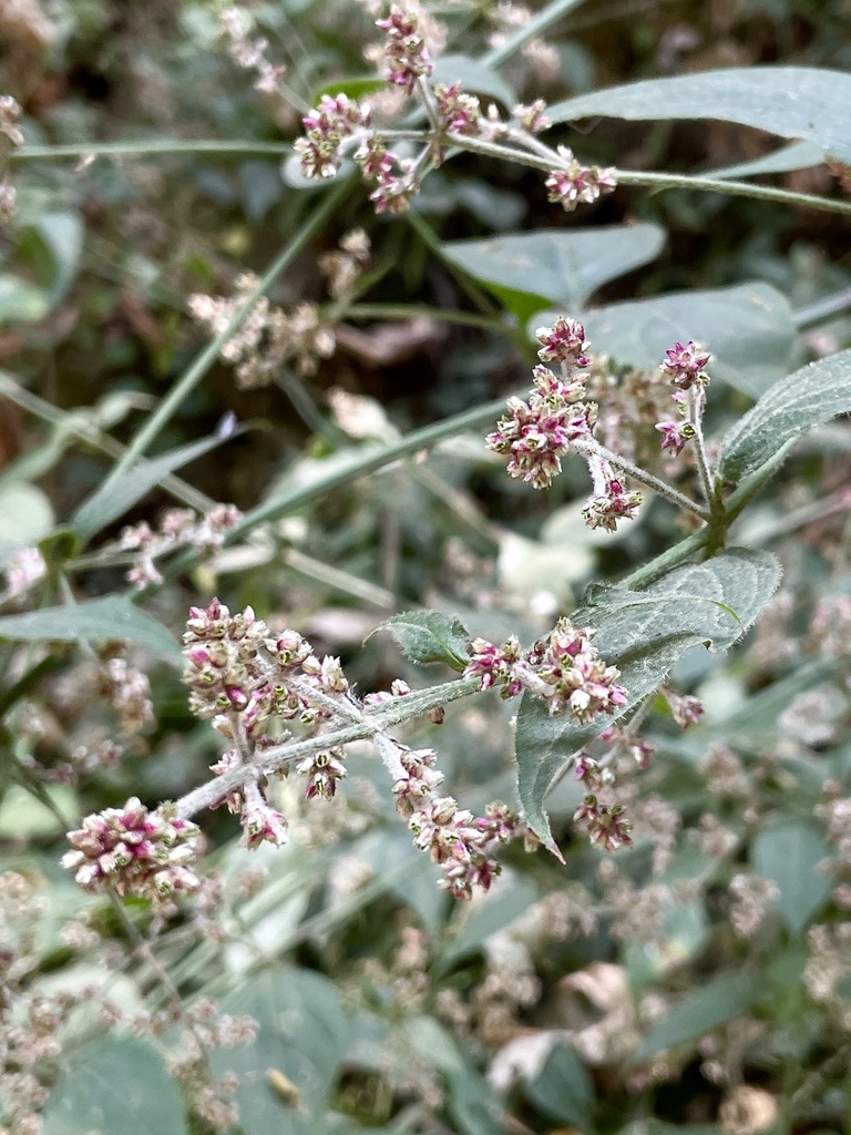 Iresine ajuscana