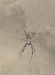 Trichonephila clavipes