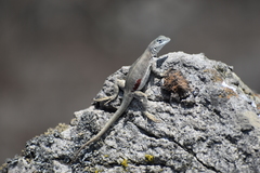 Microlophus