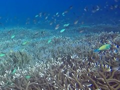 Scarus rubroviolaceus