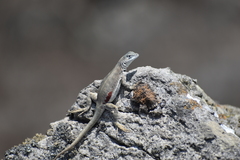 Microlophus