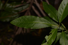 Croton verreauxii