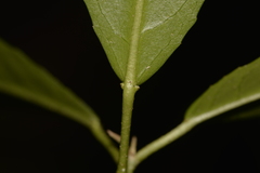 Croton verreauxii