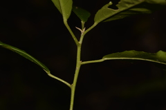 Croton verreauxii